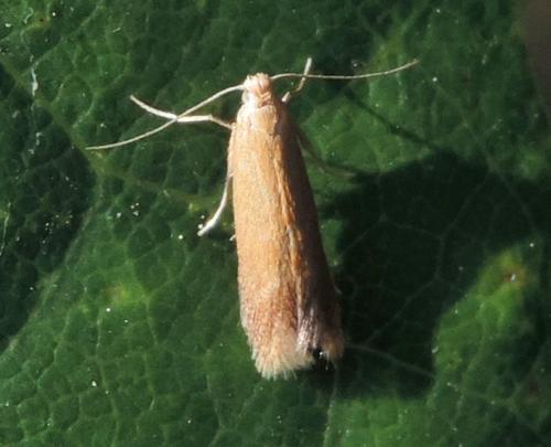 Réf. 285 621 : Tischeria sp.